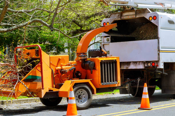 Noroton Heights, CT Tree Removal and Landscaping Services Company